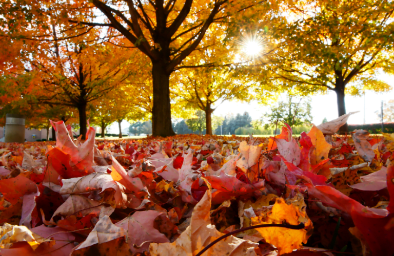 When Do Colleges Start In The Fall A Comprehensive Guide To College 