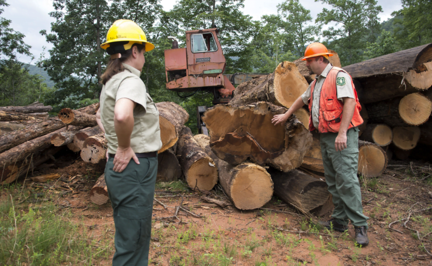 is forest products a good career path