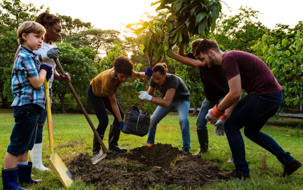 Free Trees From The Government 2024 Get It With Arbor Day Foundation