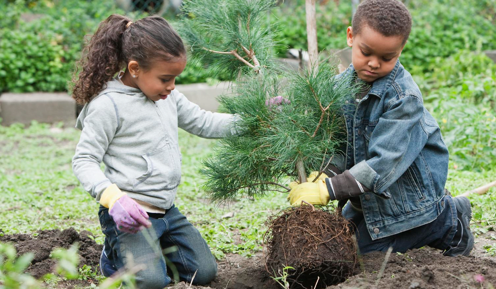 Free Trees From The Government 2024 Get It With Arbor Day Foundation