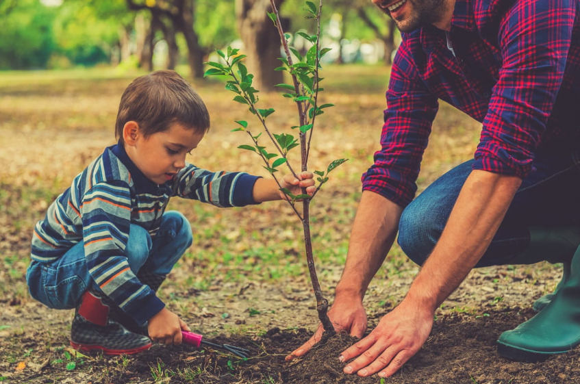 Free Trees From The Government 2024 Get It With Arbor Day Foundation